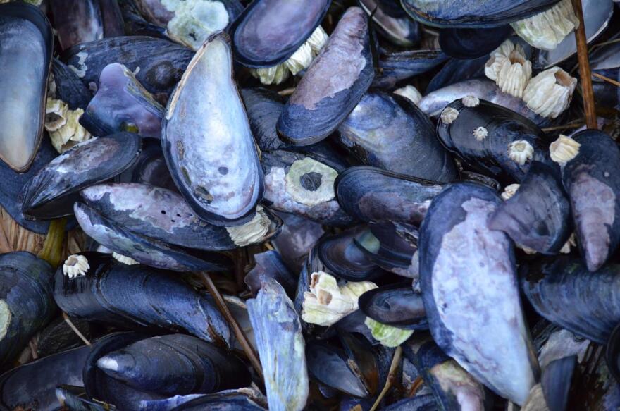 Blue mussels. (Credit Photo by Kathy Kartchner)