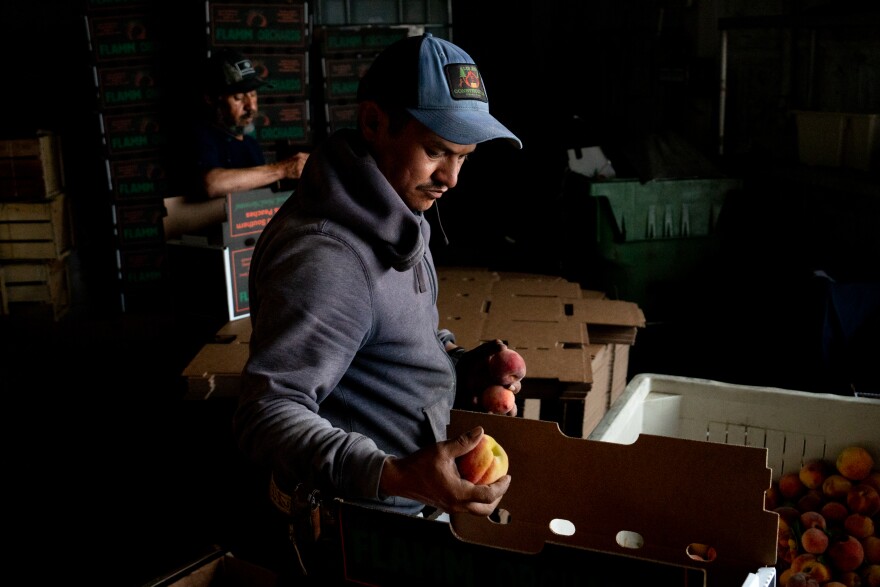 Jose Alfredo Rosas Luly, 38, works on packing up peaches as Napoleon Caromla, 53, builds cardboard bushel boxes on Thursday, July 13, 2023, at Flamm Orchards in Cobden, Ill.