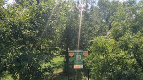 The Rogers Community Food Forest, growing up and around the Springfield Community Gardens signage at its entrance.