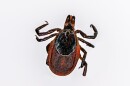 A deer tick, otherwise known as the black-legged tick.