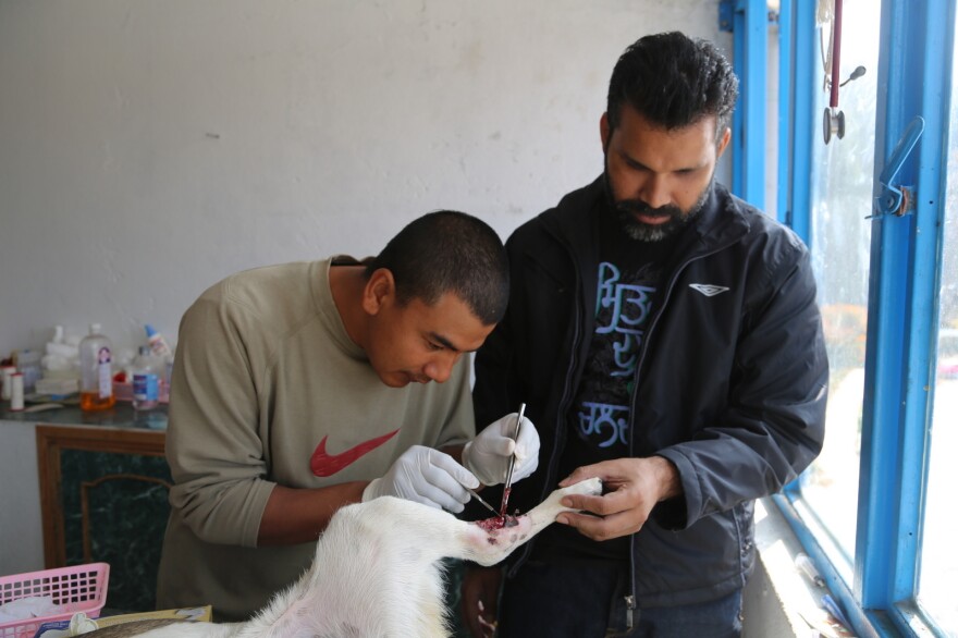 A canine patient with an infected leg wound is treated by one of the center's vets, Dr. Bidur Piya (left), and Dr. Rajeesh Banga, a volunteer from Texas.