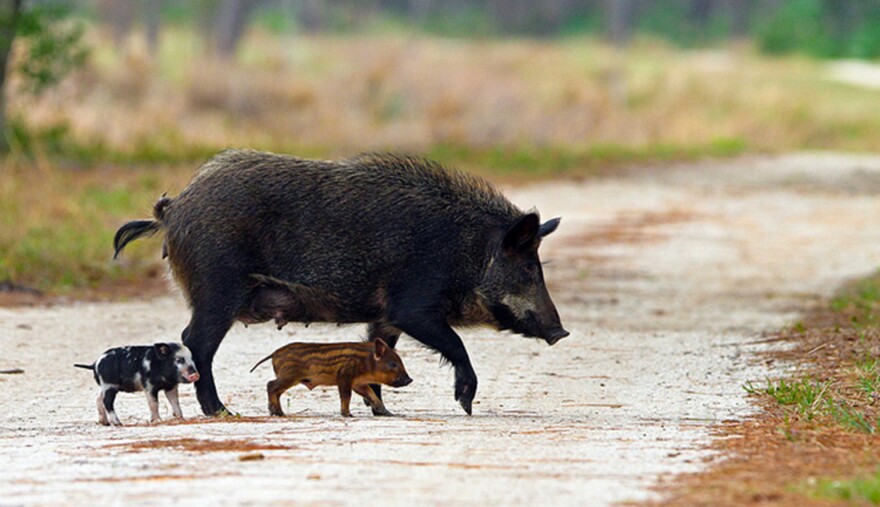Feral hog with piglets