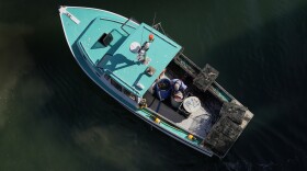 A lobsterman sorts through a bait barrel while fishing in Portland Harbor, Tuesday, Oct. 3, 2023, in Portland, Maine.
