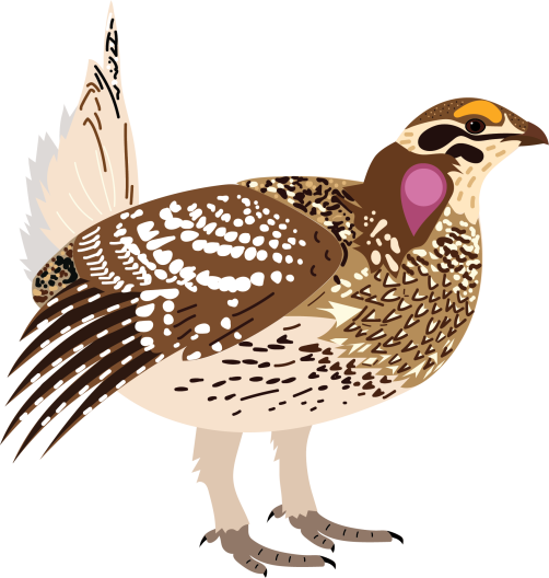Stephanie Galla also creates illustrations many of the birds she studies.