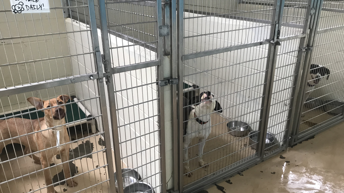 Animal Shelters In The Gulf South Are Literally Overflowing With Animals | WWNO Animal Shelters In The Gulf South Are Literally Overflowing With Animals | WWNO