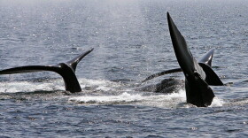 A ballet of three North Atlantic right whale tails break the surface off Provincetown, Mass., in Cape Cod Bay. (Stephan Savoia/AP)