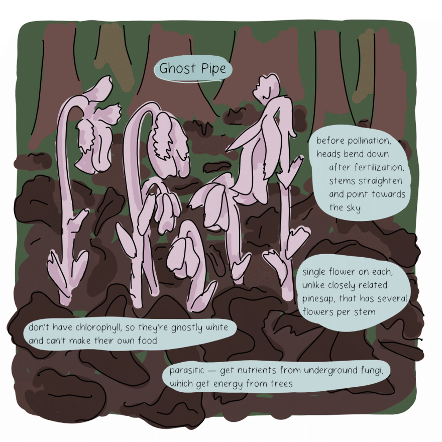 An illustration of drooping, pink flowers against a dark-colored background