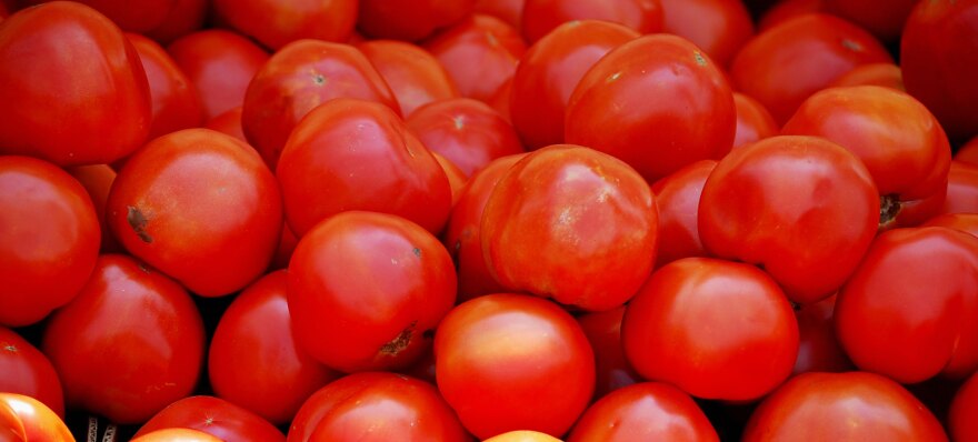 tomatoes