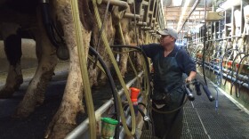 An employee prepares to milk cows at Big Sky dairy south of Las Cruces, New Mexico.