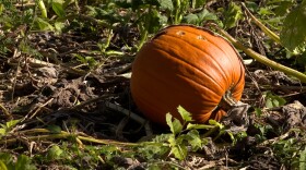 Perry Fowler grew maybe 1,000 pumpkins across eight acres this year.