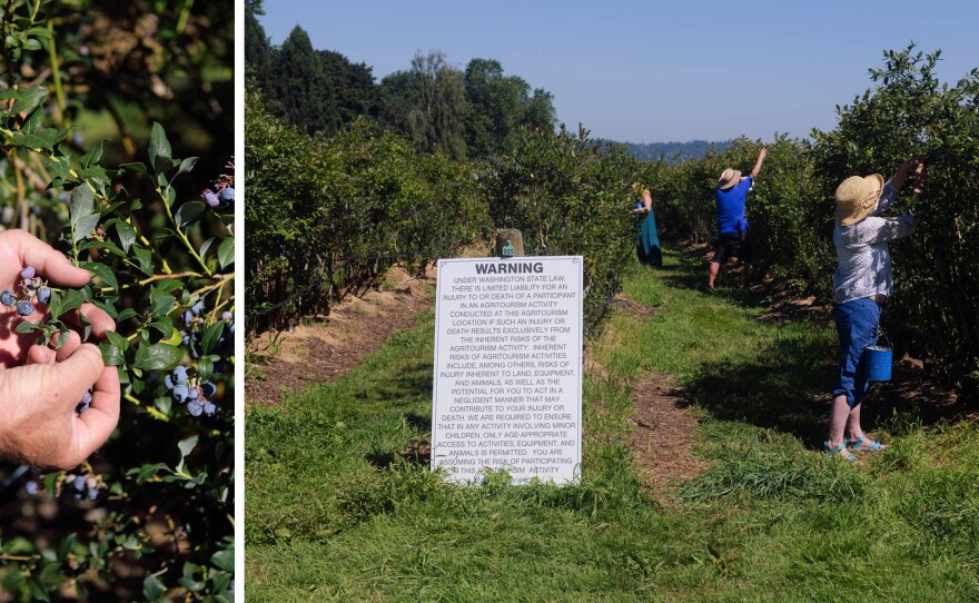 Photographer Chona Kasinger visited a blueberry-picking farm in the Snohomish river valley outside of Seattle.