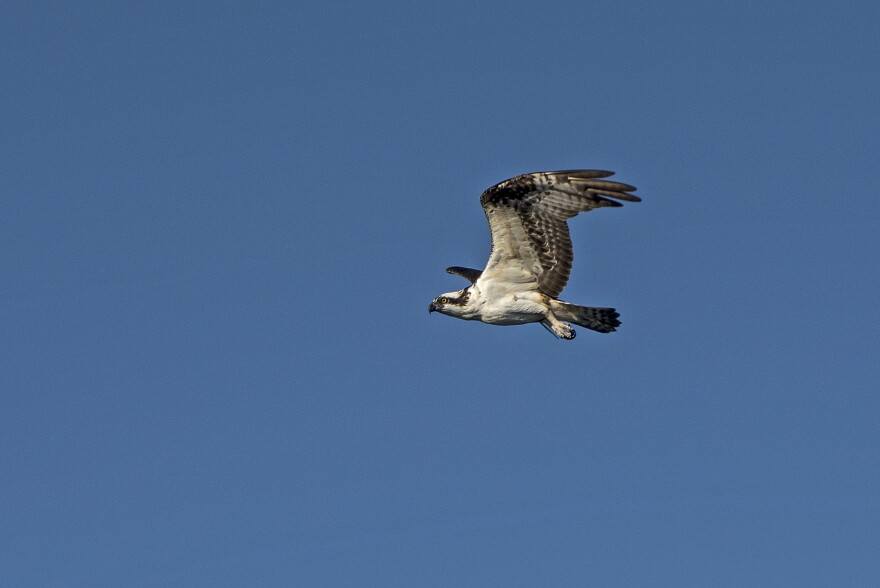In Monroe County, ospreys are listed as a 'species of special concern.'
