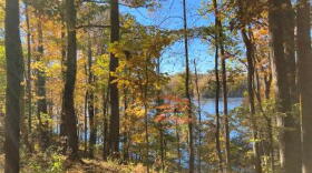 Foresters say Virginia is losing many of its oaks.