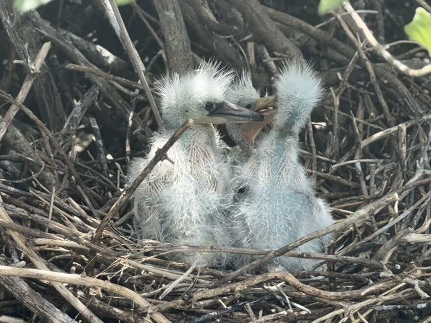 3 white and fluffy baby shorebirds sit in a nest hidden among the low vegetation on the saltwater marsh.