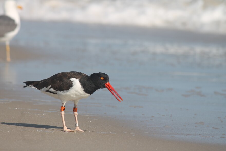 American Oystercatcher — Jones Beach State Park