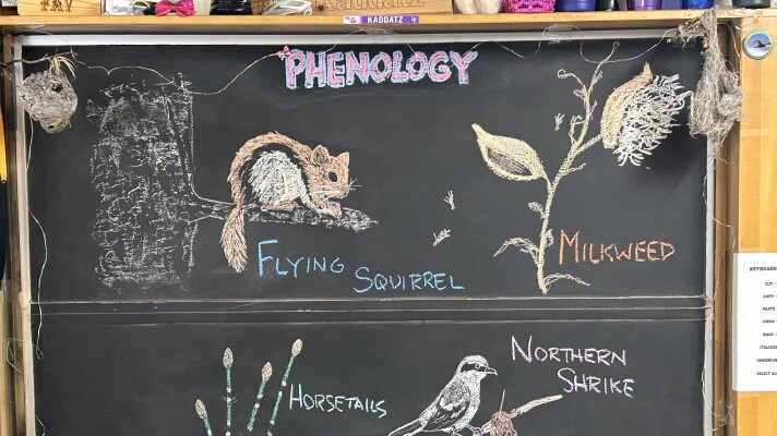 Chalk illustrations show: Horsetails, Northern Shrike, milkweed, and flying squirrel