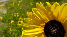 wildflower