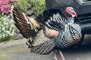 Turkey crosses the road.