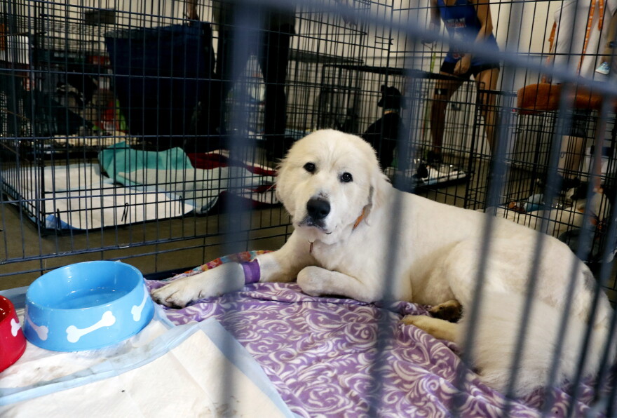 (AP FILE PHOTO) More than 30 Monroe animals are looking for homes.