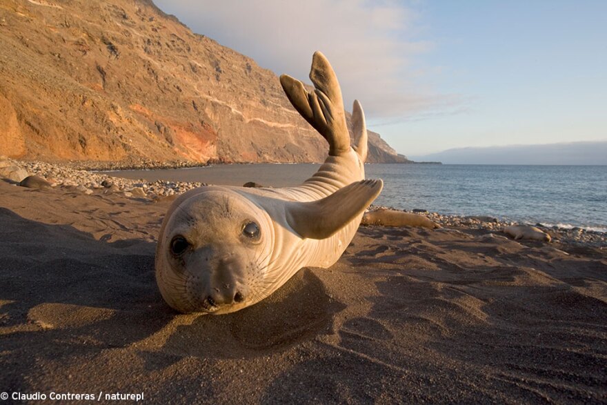 BigBlueLiveElephantseal.jpg