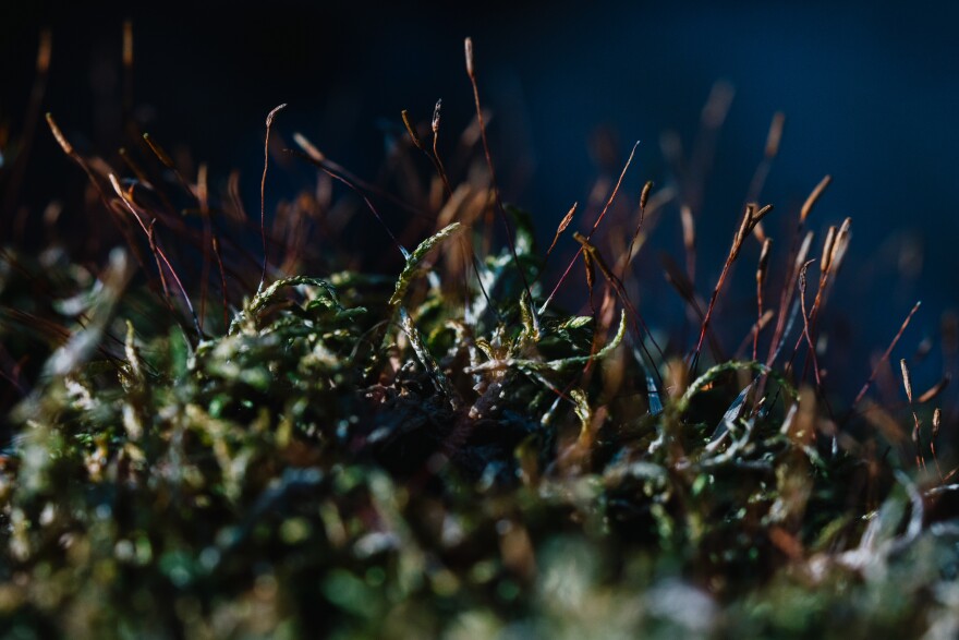 A macro photo of moss shows intricate protuberances and tendrils.