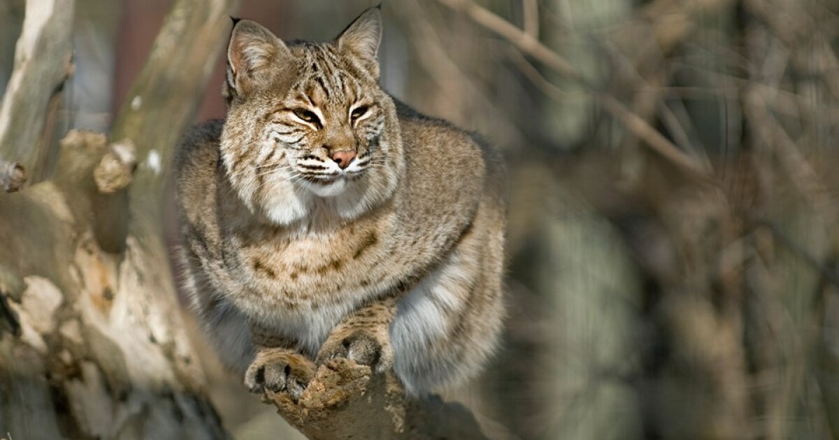 Study to track Virginia's bobcats WVTF