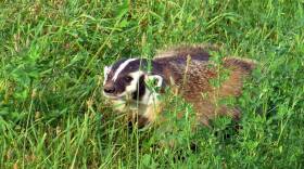 Badgers are classified as a species of special concern in Indiana and are protected by state law.
