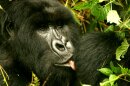A Rwandan mountain gorilla licking a wound (via Wikimedia Commons)