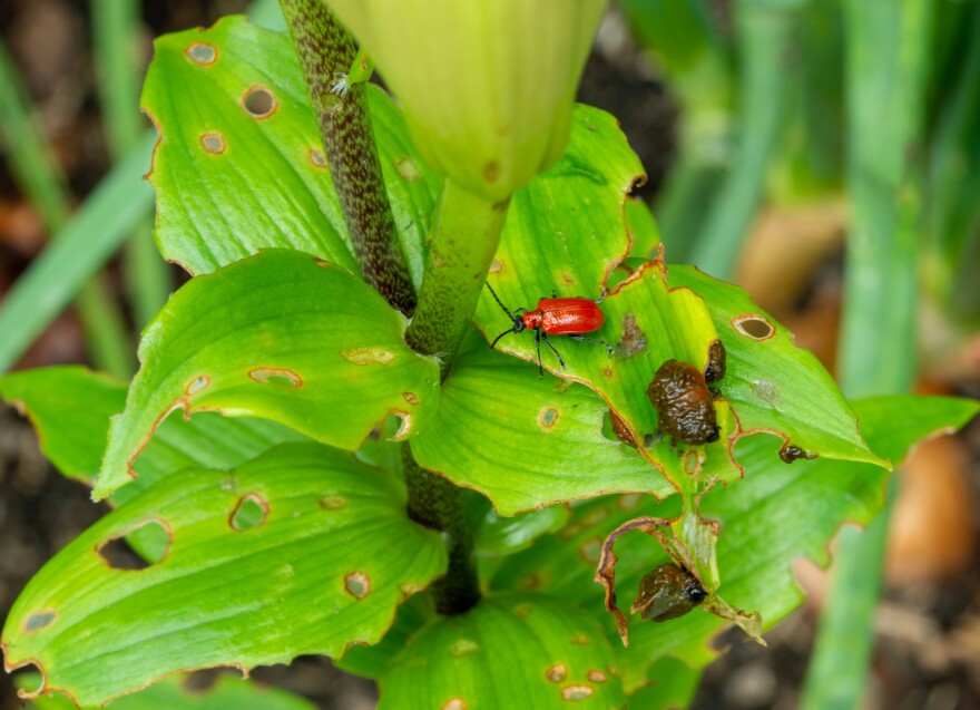 Scarlet lily beetle on lily leaf