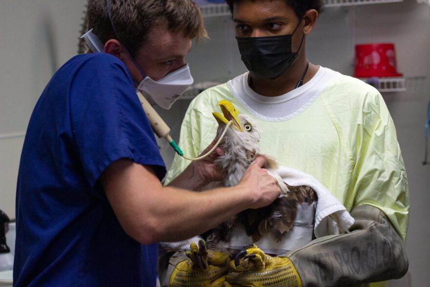 Animal care staff member Bryce Messer restrains an adult male bald eagle as WildCare veterinarian Dr. Kyle Abbott administers a feeding tube. A broken humerus is usually indicative of being struck by a car or flying into a telephone pole or telephone wire, Abbott said.