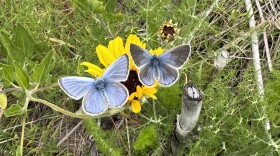 Palos Verde Blue Butterflies were presumed extinct for 11 years but a conservation program at Moorpark College Zoo has bred thousands of the insects