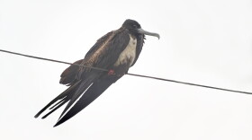 Magnificent Frigatebird