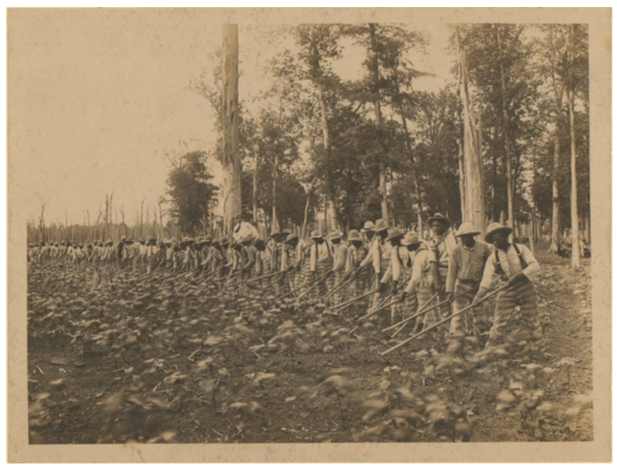 Male prisoners work in a field at Parchman in the 1900s.