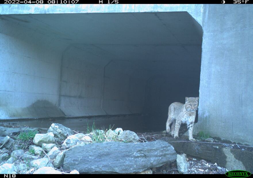 Wildlife cameras have captured bobcats, along with elk, deer, bears, foxes, coyotes, and more using wildlife crossings in the Blue Ridge Mountains.