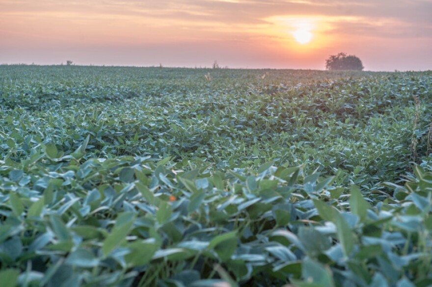 Soybeans at sunrise near Mansfield, Ill., on Aug. 20, 2013.