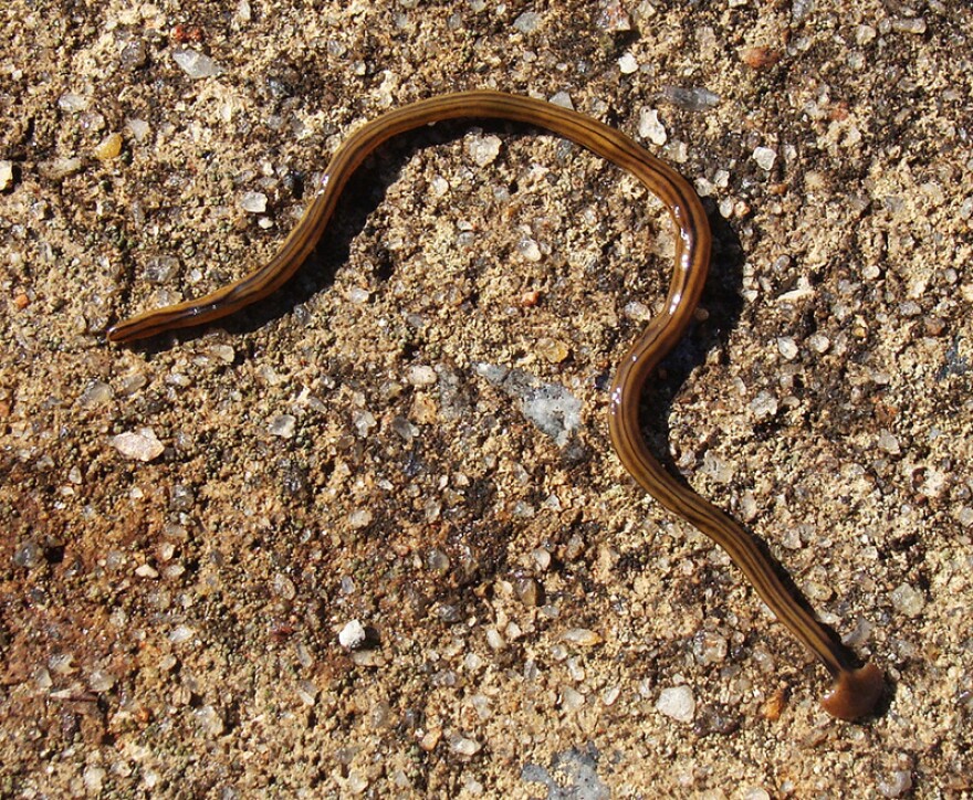 A Land Planarian.