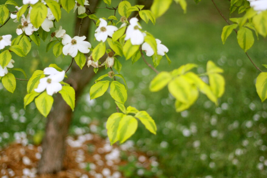Dogwood tree
