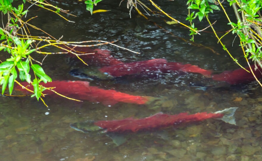 By the time salmon reach their spawning grounds, their skin has deteriorated and turned red. Their bodies have already begun to decay.