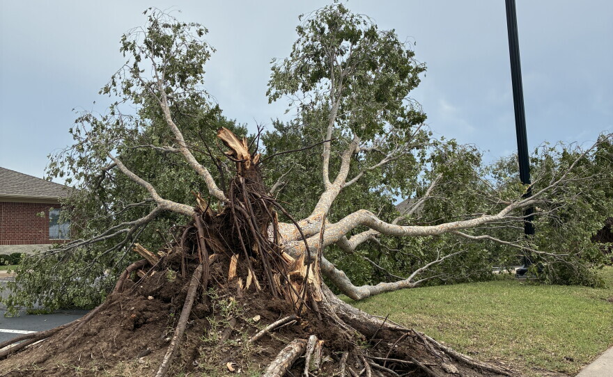 A tree damaged in Norman from a storm on Saturday, July 4, 2026.