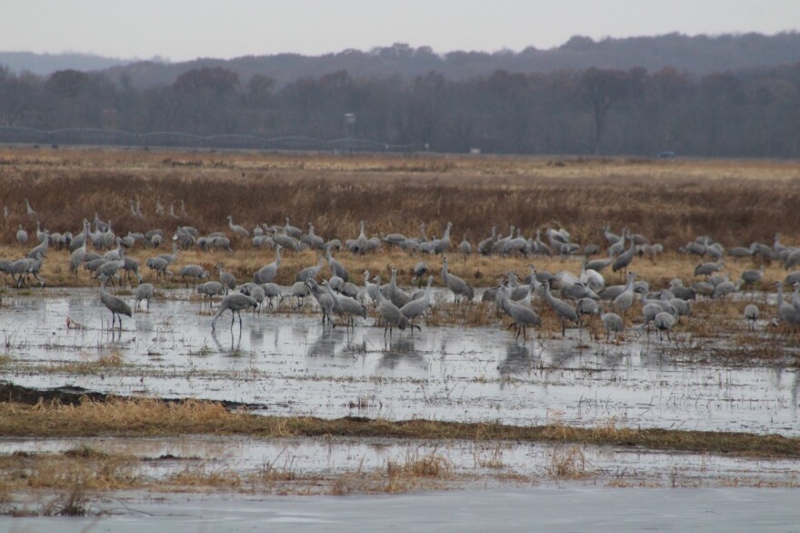 Sandhill cranes stop over in Town of Lewiston in Columbia County.