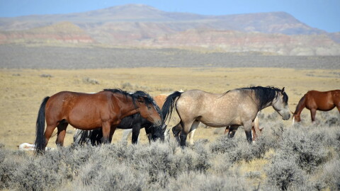 About 7,100 wild horses roam public lands in Wyoming.