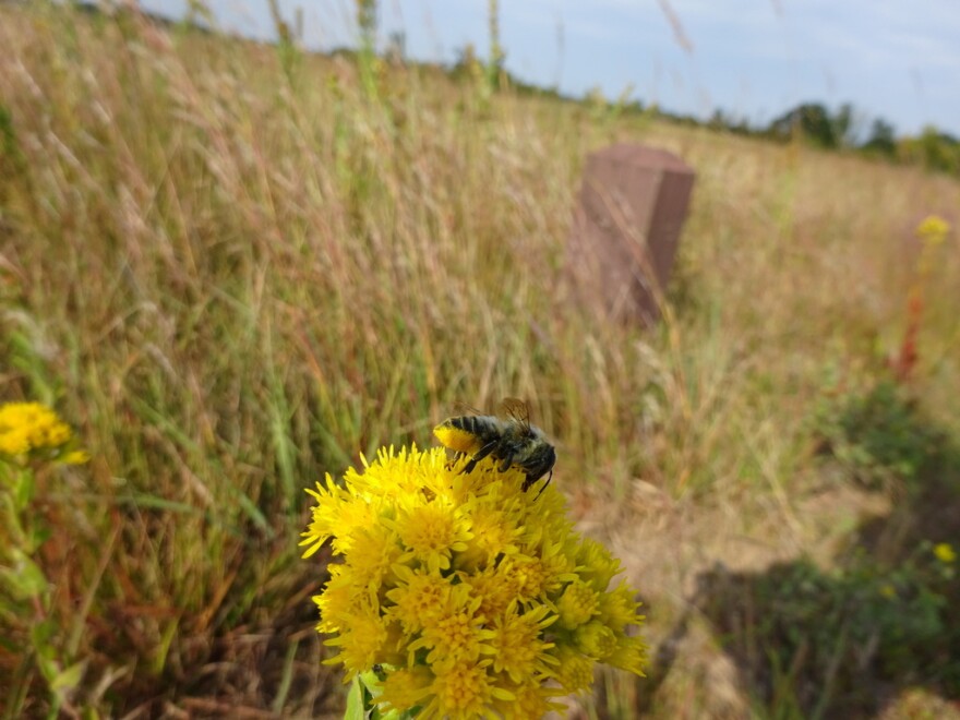 A broad-handed leafcutter bee harvests pollen from a goldenrod flower. It is a small bee with yellow-and-black stripes on the back. Its lower abdomen is covered in yellow pollen. It is holding on to a cluster of goldenrod flowers. The background is blurry and shows a prairie with tall grasses.