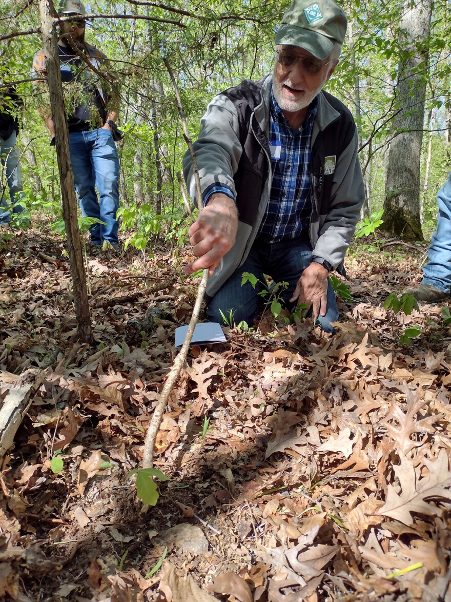 A vertical image. Hank Stelzer kneels down on the forest floor. He's using a stick to point to a tiny white oak seedling. Brown and tan fallen leaves surround him and the sprouting tree. A few people observe him in the background.