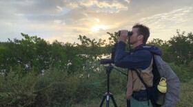 Birder Alex Harper searches for birds at Dump Marsh near the Miami-Dade County landfill at sunrise, during the "dawn chorus" when many songbirds begin to appear.