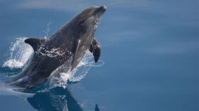 Adam Li / NOAA/NMFS/SWFSC