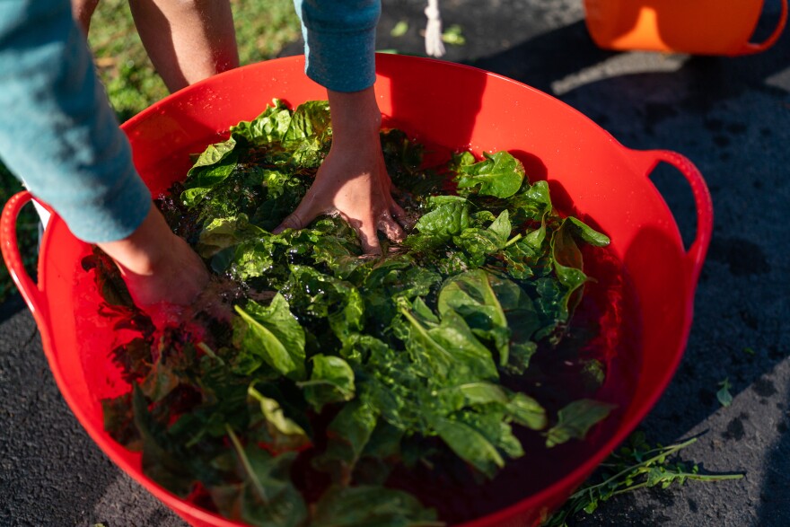 Leal Abbatiello, 14, washes arugula in a bucket at his home in Alexandria, Va. on April 30, 2022.