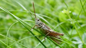 Grasshopper on a blade of grass