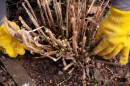 Yellow garden-gloved hands prune away dead branches from a low-grounding hydrangea plant in the soil.