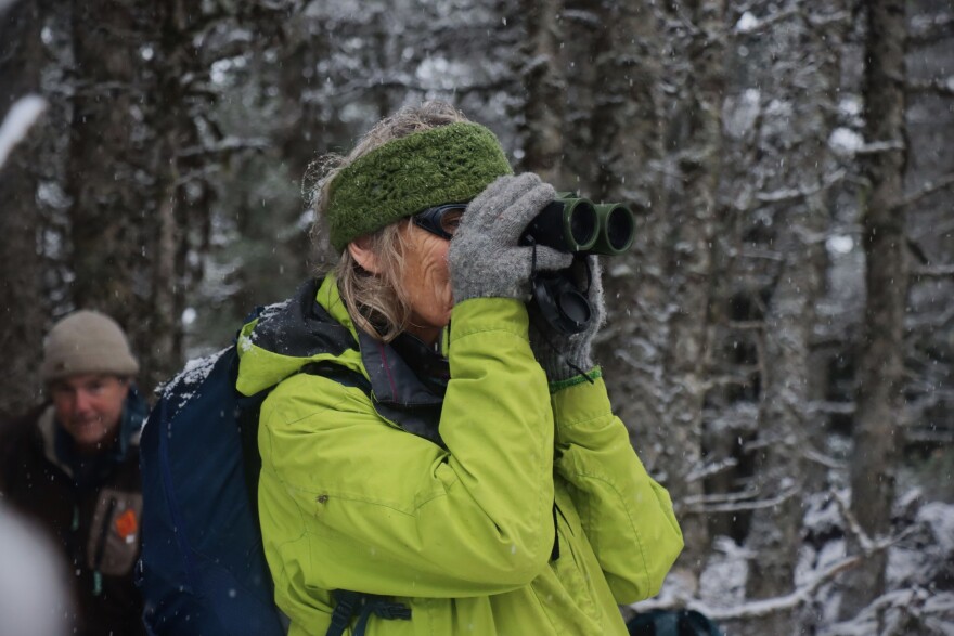 Lynx researcher Liz Hofer watches a mountain goat navigate an avalanche chute on a hike in November 2025.