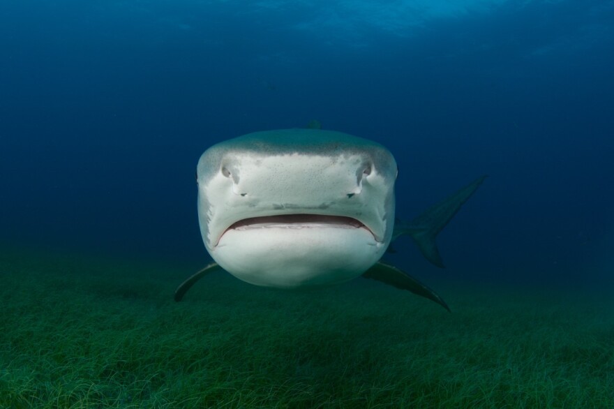 A tigertail shark faces the camera head-on.